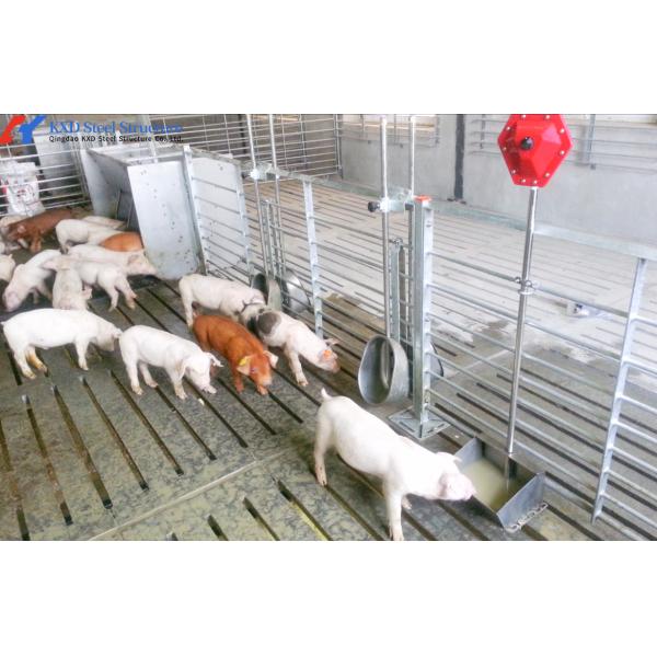 Steel Structure Space Frame Piggery Shed , Cow House Shed Farm Building