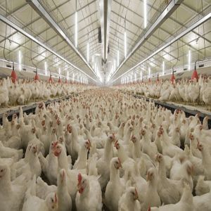 Buy cheap Durable Steel Structure Poultry House for Livestock Farming product