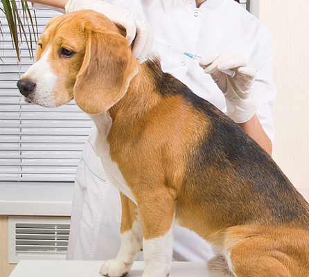 ICAR Certificate Injectable Transponder Animal Gps Positioner 15 Digits Number