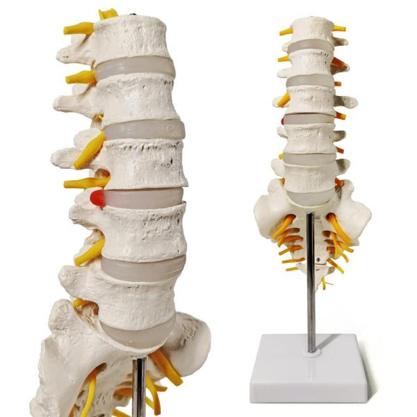 Lumbar Vertebrae Spinal Column Anatomical Skeleton Model For Medical Demonstration Life Size