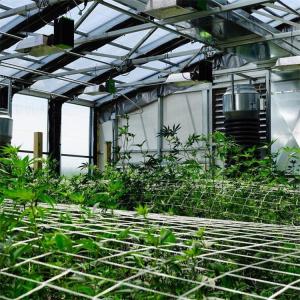 Competitive Automatic Blackout Fabric Control Greenhouse Black Out System Fully