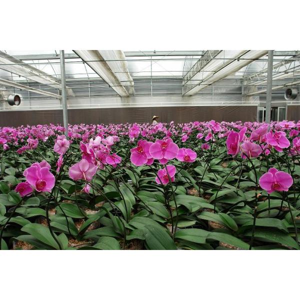 Chicken House Poultry Farm High Water Resistant Outdoor Cooling System for Chicken House Evaporative Cooling Pads