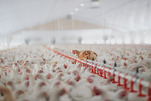 L-Threonine 98.5% for Poultry Feed Amino Acids EINECS No. 200-774-1 at Competitive