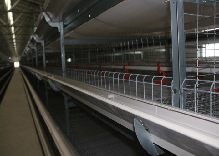 High Efficiency Automatic Chicken Waterer System / Broiler Automatic Drinker