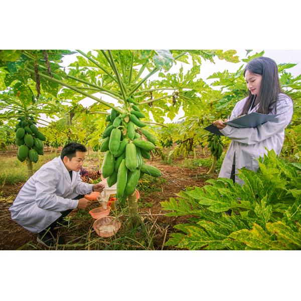 papase papain 50TU/MG-1000TU/MG FSSC22000 MUI Kosher system certification Customized enzyme activity