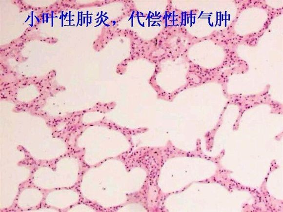 College Students Glass 132pcs ODM Plant Microscope Slides