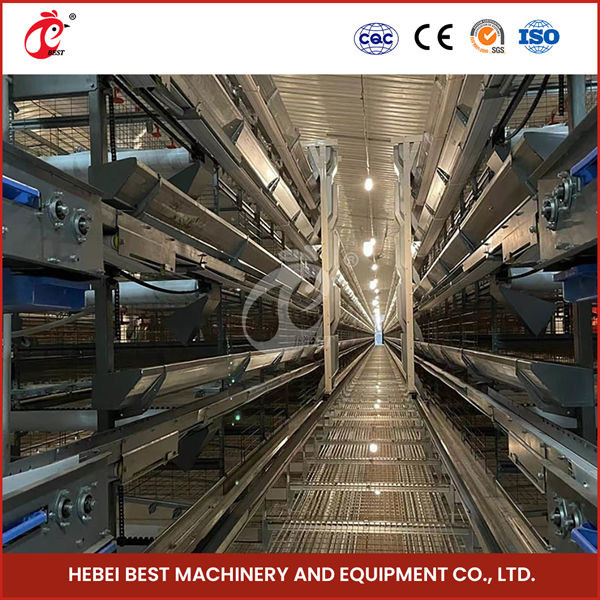 Buy cheap Automatic Poultry Farm Equipment With Automatic Feeding System Rose product