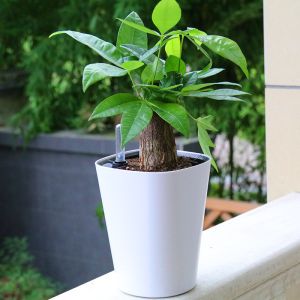 Buy cheap Bucket Shaped Plastic 18cm Height Self Watering House Plants product