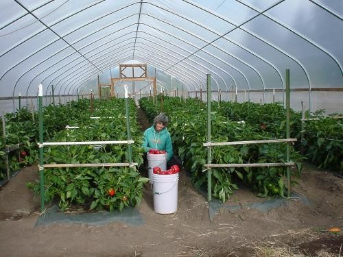Section 4m Polyethylene Film Greenhouse , Single Span Greenhouse For Vegetable