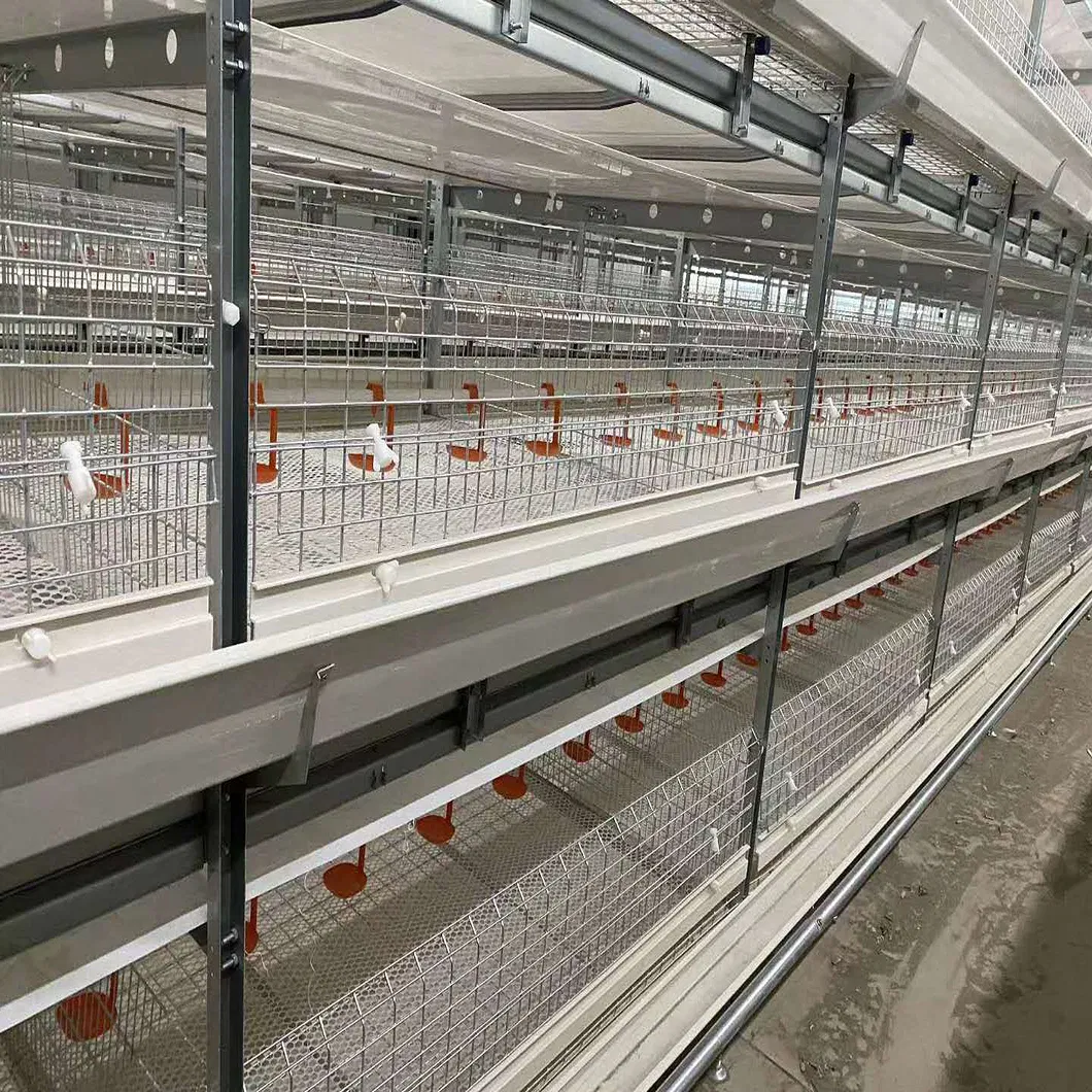 Automatic Metal Cage Steel Structure Broiler Chicken Poultry House