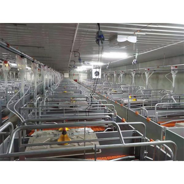 Galvanized swine Sow Farrowing Crate 2.4*1.8m width adjustable