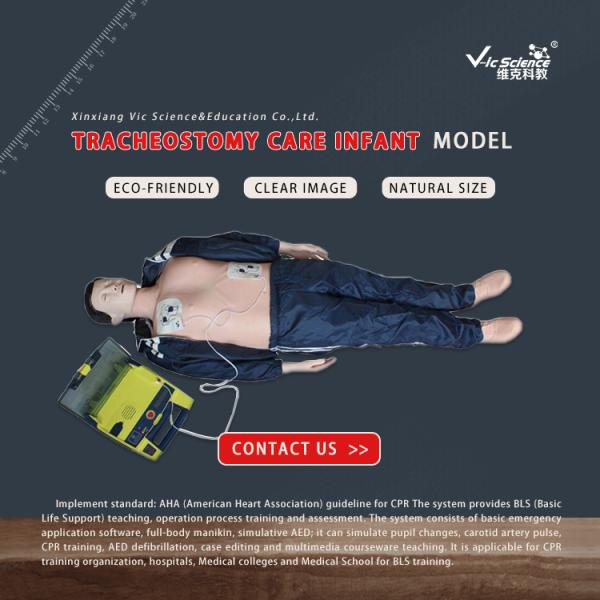 Basic Life Support BLS Manikin CPR Manikin Adult Model In Medical Science