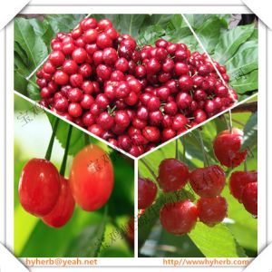 Buy cheap Hot selling in 2016 Acerola Cherry Extract 5:1 product