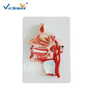 Buy cheap Artificial Human Anatomical Model Vertical Teaching Head Model VIC-324 product