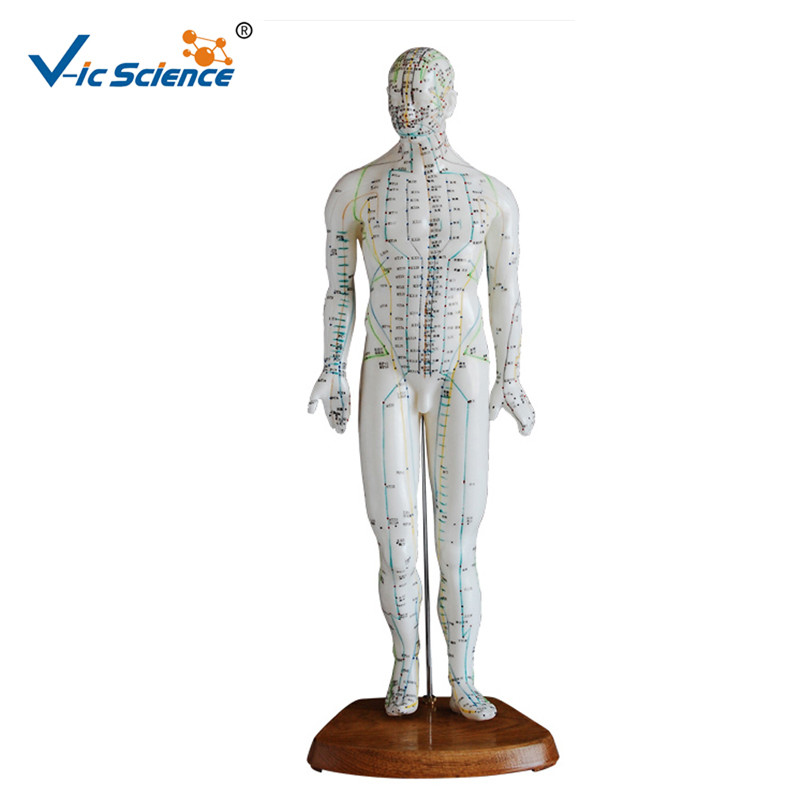 Buy cheap 46cm Human Acupuncture Model product