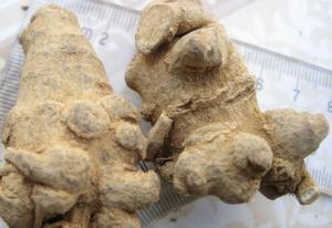 Buy cheap 100% natural Notoginseng root extract 80% notoginsenosides pwoder product