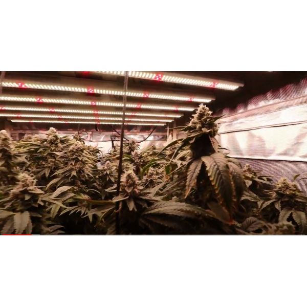 2.7umol/J 1696 Pcs Full Spectrum LED Grow Lights