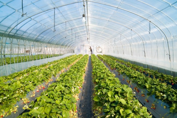 Professional Insect Mesh Netting , Insect Protection Mesh ISO9001 Standard