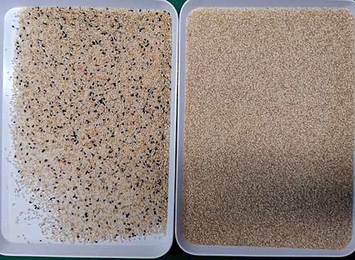 Software Sesame Color Sorter