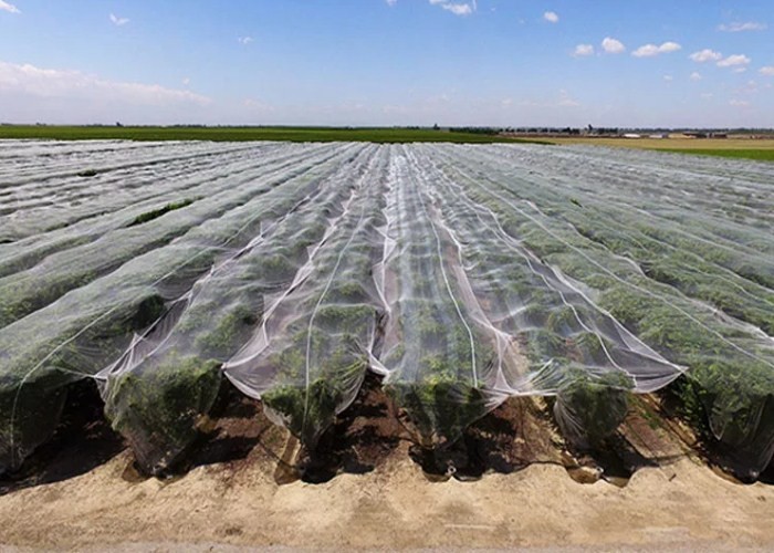 Quad Net Over Lychees Insect Nets / Mesh Net Fabric For Greenhouse