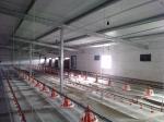AC110V 220V Automatic Poultry Feeder System Auto Chicken Feeder