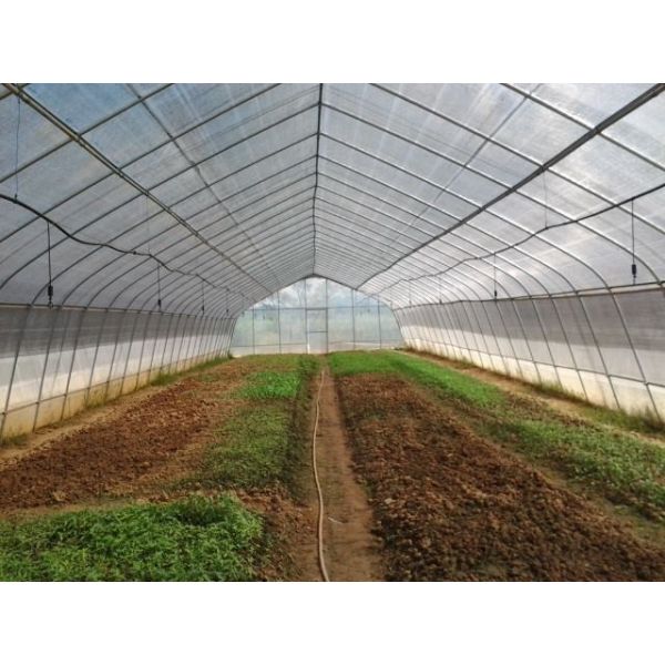 Section 4m Polyethylene Film Greenhouse , Single Span Greenhouse For Vegetable