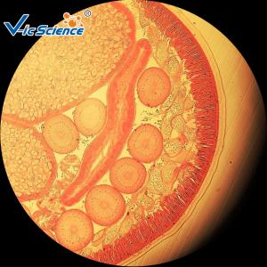 Buy cheap Medical Parasitology Slides Custom Microscope Slides 25 Pcs Of Set product