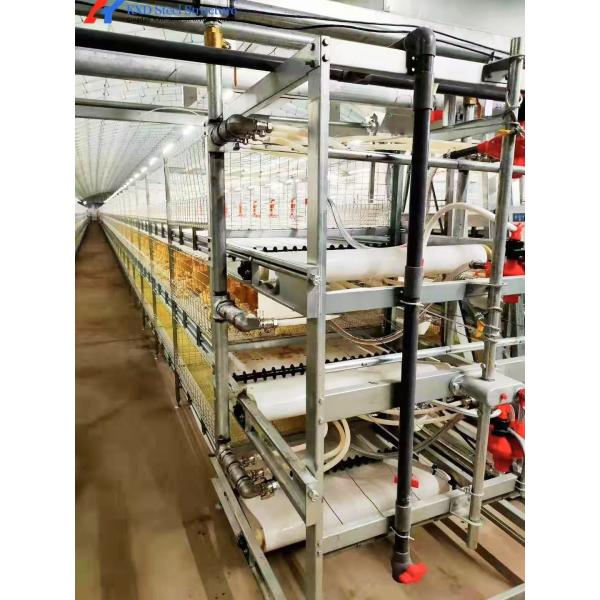 A Type Layer Rearing Broiler Chicken Cage System Fully Automated