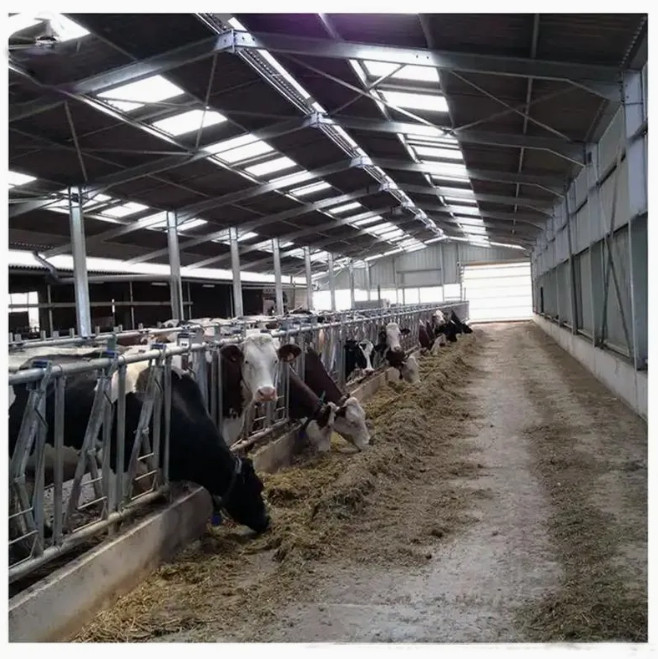 Steel Structure Prefab Poultry House Wind Resistant Pre Engineered Steel Cowshed
