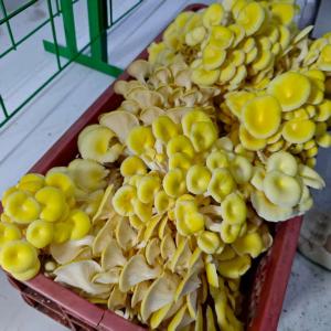 Buy cheap Versatile Mushroom Cultivation For Efficiently Handling Large Quantities product