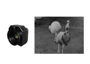 Buy cheap Uncooled Infrared Thermal Security Camera Module With Multiple Lenses product