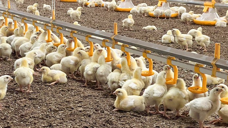 Single Steel Sheet Roofing Wall Steel Structure Layer Chicken House for Poultry Shed