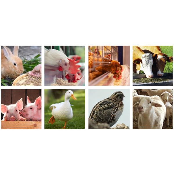 30TPH Animal Feed Production Line