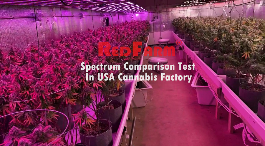 Redfarm Indoor 400W LED Horticultural Lighting For Cannabis Grow