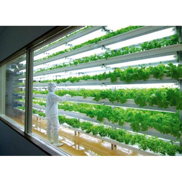 Shipping Container Greenhouse for Leafy Vegetables