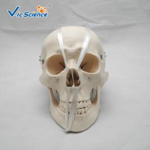 Buy cheap Teaching Anatomical Skeleton Model Anatomy And Physiology Skull VIC-104 product