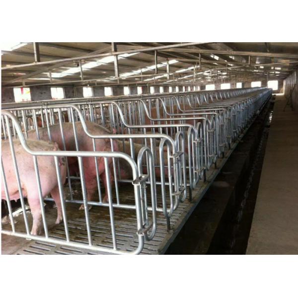 Silver Color Pig Gestation Crates Hog Gestation Stalls Livestock Equipment