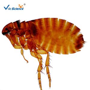 Medical 100pcs Set 1.0mm Parasite Microscope Slides