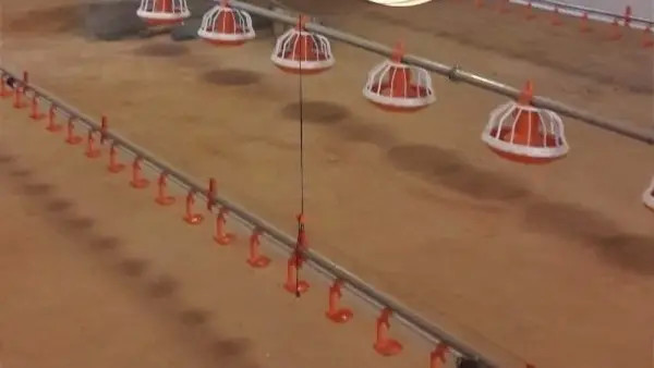 Buy cheap Automated Broiler Pan Feeding System Poultry Chain Feeder from wholesalers