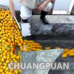 Commercial Orange Juice Processing Machine 380V 415V 440V 460V