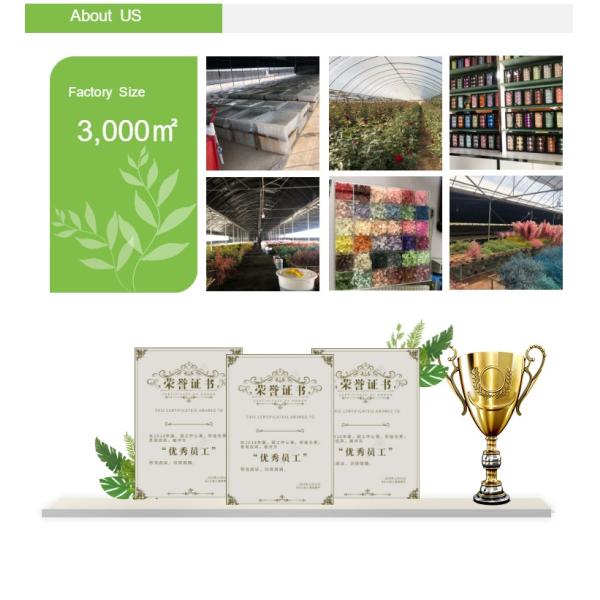 Beautiful Preserving Eucalyptus Foliage Dry Desmodium For Craft