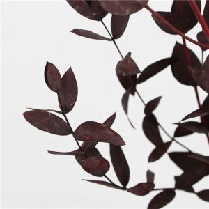 Artificial Dried Eucalyptus Plant , Preserved Silver Dollar Eucalyptus