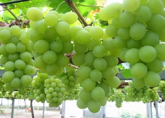 Foliar Spray Amino Acids Used In Agriculture Vegetable Origin Minimum 40%