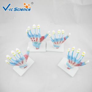 Laboratory Educational Anatomy Models Palm Model VIC-325