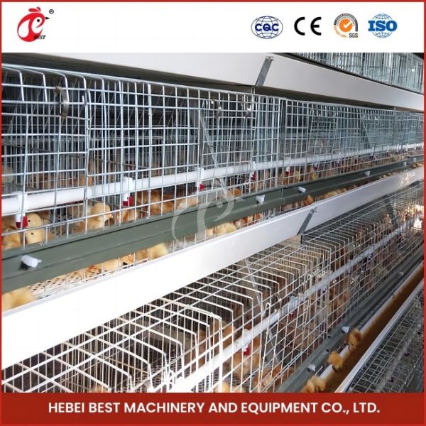 5 Tiers Layers Chicken Cages With Stainless Steel Wire Rose