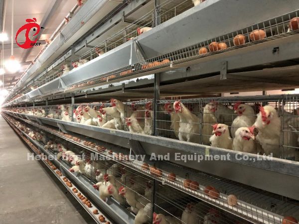 Complete H Type Automatic Layer Chicken Battery Cages 500 Birds Adela