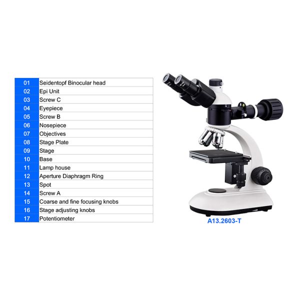 WF10X Eyepiece Binocular Student Optical Microscope ABBE NA1.25 Condenser