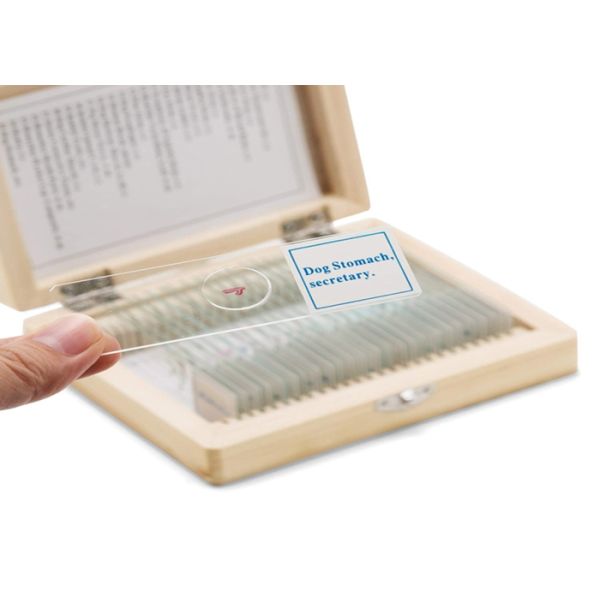 Professional 30pcs Human Tissue Microscope Slides For Medical Education