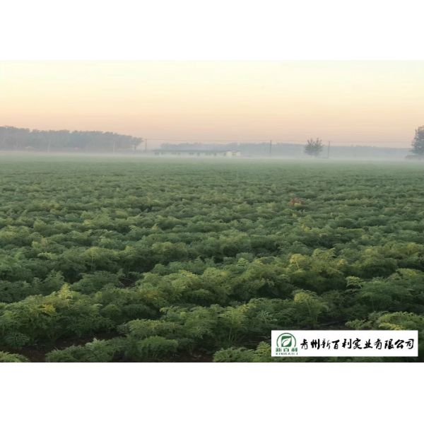 Multipurpose Orange Carrot Contain Hypoglycemic Substances Easy Store