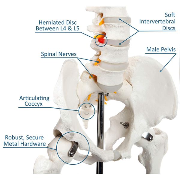 5' 6" Life Size Human Skeleton Anatomy Model For Medical Skeleton Education